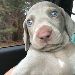 Meet your Posher, Walter